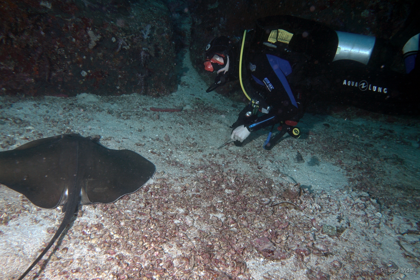 Birmanie - Mergui - 2018 - DSC02703 -Tahitian Stingray - Raie fouet - Himantura fai.jpg